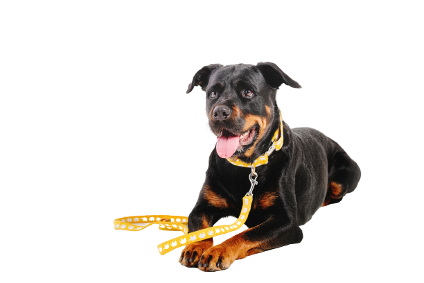 rottweiler-dog-isolated-white-background-removebg-preview