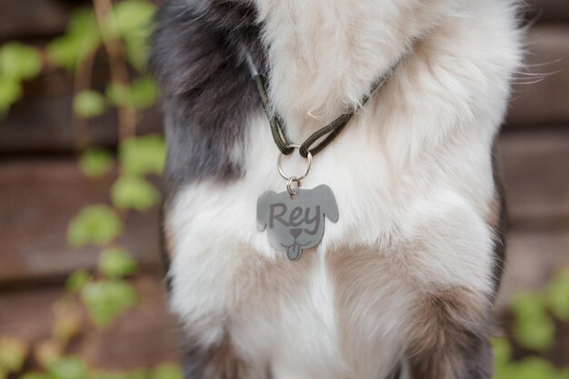 dog s name tag with name rey it 357532 11875