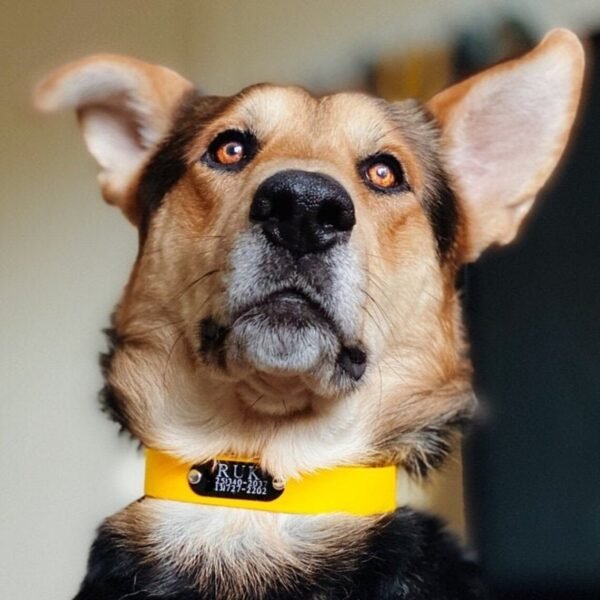 Dog Collar Name Plate