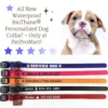 Personalized Waterproof Dog Collar Font