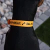 Waterproof Dog Collar