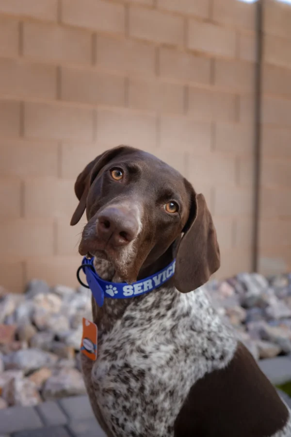 Waterproof Dog Collar