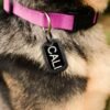 Personalize Dog Tags