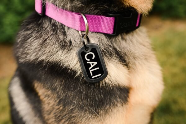 Personalize Dog Tags