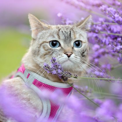 Head portrait of a blue eyed cat next to the blooming lavender
