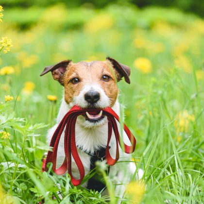 Jack Russell Terrier dog with red leash